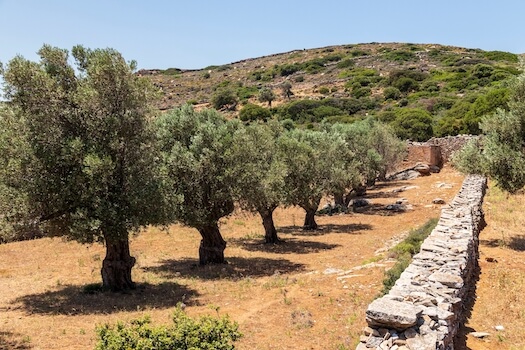 naxos culture olivier cyclade grece monplanvoyage