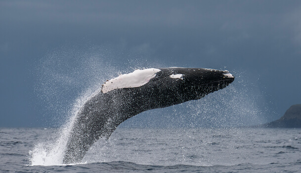 pico cetace baleine faune marin archipel portugal acores monplanvoyage
