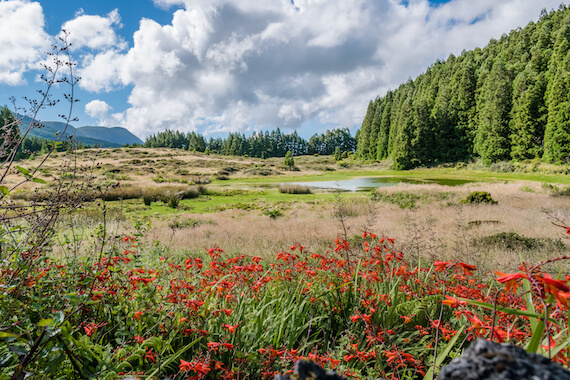 terceira parc santa barbara nature foret archipel portugal acores monplanvoyage