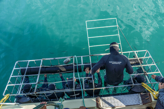 gansbaai cage requin faune afrique du sud monplanvoyage