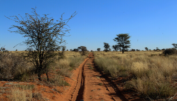 kalahari desert route steppe afrique du sud monplanvoyage