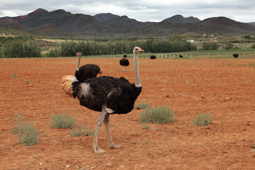 oudtshoorn autruche ferme afrique du sud monplanvoyage