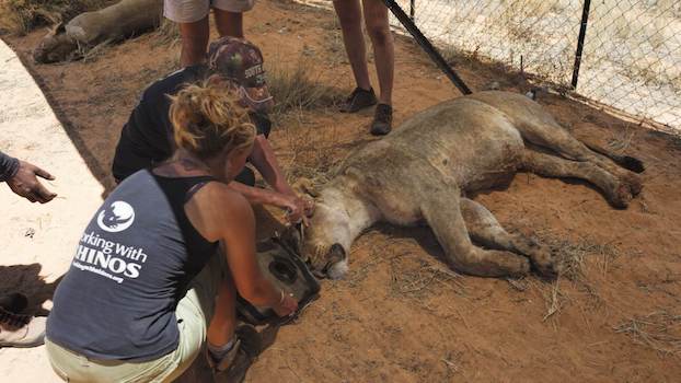 safari recherche kalahari afrique du sud monplanvoyage