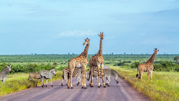 kruger parc faune girafe big five afrique du sud monplanvoyage