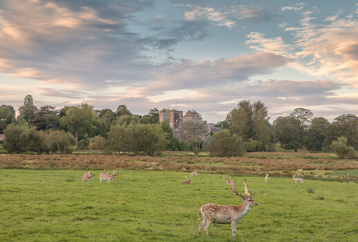 powderham chateau parc cerf faune devon angleterre royaume uni monplanvoyage