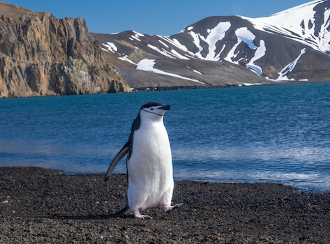 deception ile faune manchot antarctique polaire monplanvoyage