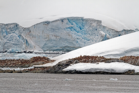 palmer archipel antarctique polaire manchot otarie faune monplanvoyage