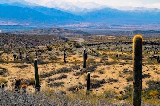 cafayate parc cardones argentine monplanvoyage