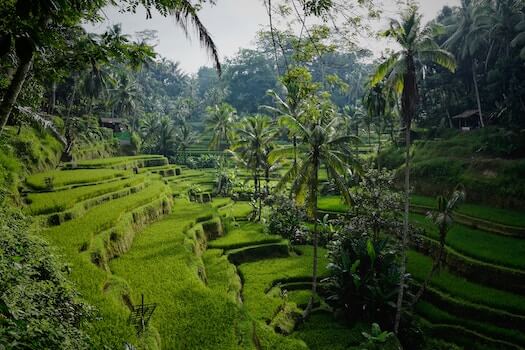 bali nature riziere indonesie monplanvoyage