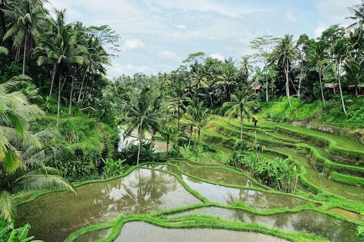 bali ubud riziere nature indonesie monplanvoyage