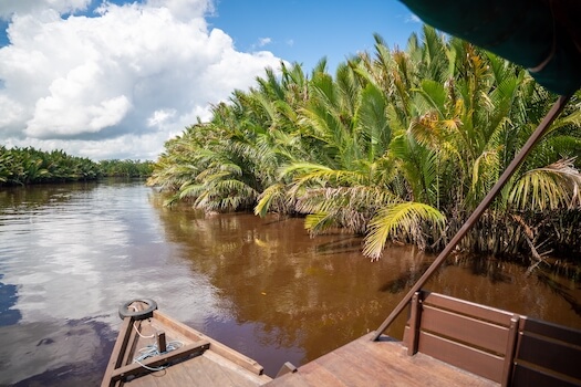 borneo foret jungle nature riviere bateau monplanvoyage