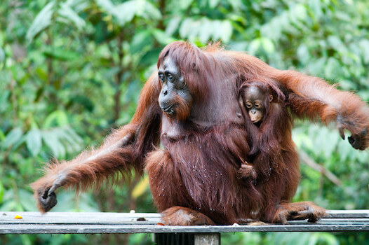 borneo singe orang outang nature faune foret monplanvoyage