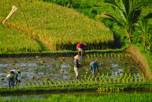 sidemen riziere agriculture plantation bali indonesie monplanvoyage