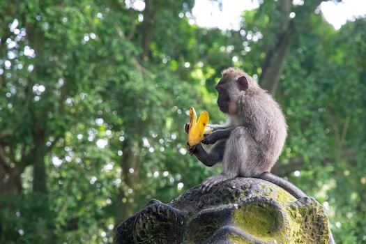 ubud foret singe faune nature bali indonesie monplanvoyage