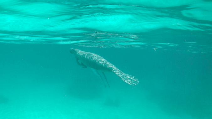 hol chan reserve faune lamentin caraibes belize monplanvoyage