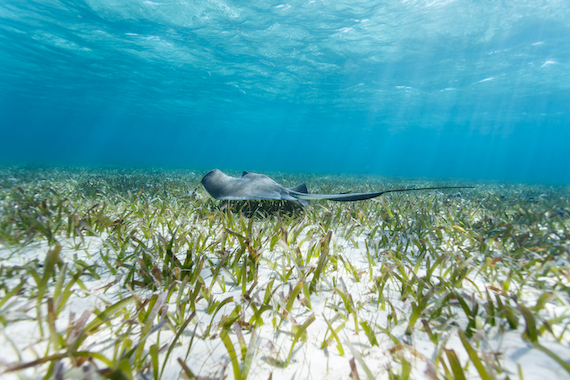 hol chan reserve faune raie caraibes belize monplanvoyage