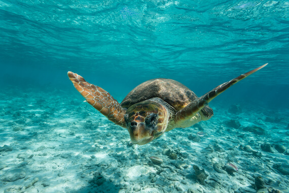 hol chan reserve faune tortue snorkeling plongee caraibes belize monplanvoyage