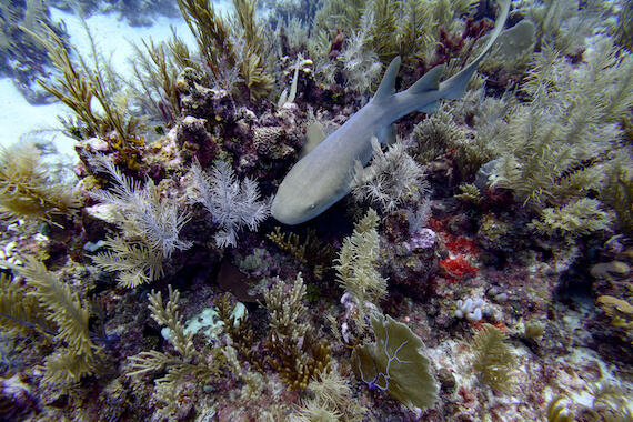 silk cayes faune snorkeling plongee requin corail caraibes belize monplanvoyage