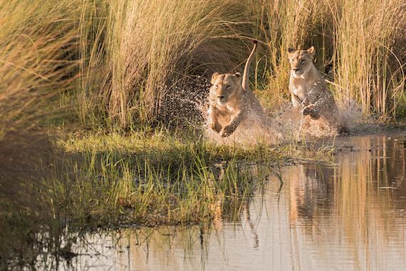 botswana faune lionne felin nature sauvage animal afrique monplanvoyage