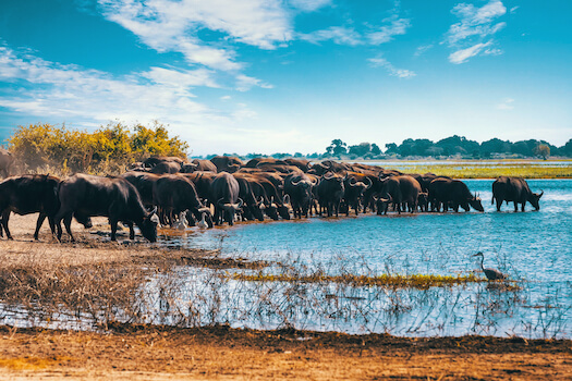 chobe parc faune buffle nature botswana monplanvoyage