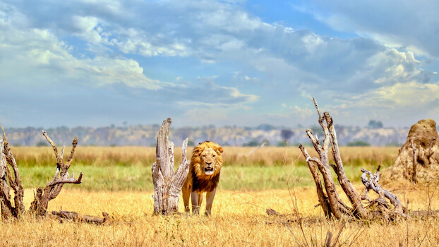 chobe reserve faune lion animal felin botswana monplanvoyage