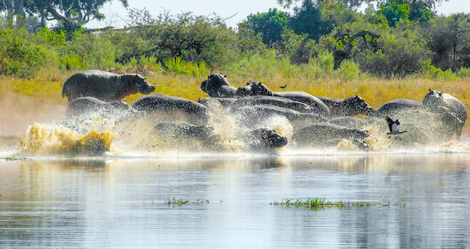 moremi reserve hippopotame faune riviere botswana monplanvoyage
