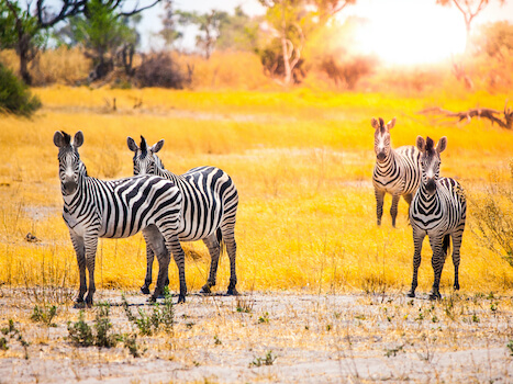 moremi reserve zebre faune nature botswana monplanvoyage