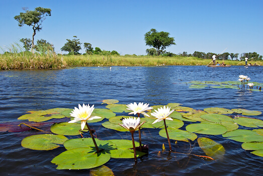 okavango delta nature vegetation agriculture bateau botswana afrique monplanvoyage