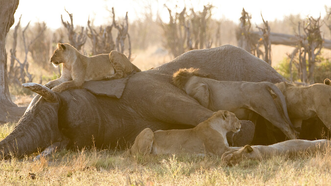 savuti reserve faune felin lion botswana monplanvoyage