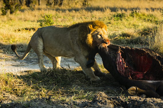 savuti reserve lion chasse faune botswana monplanvoyage