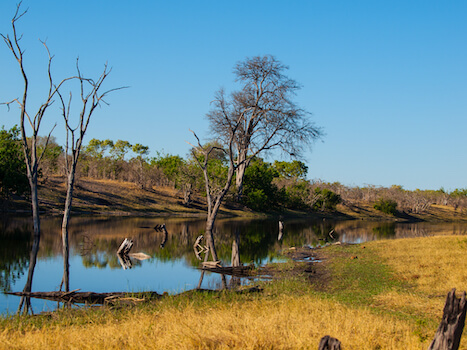 savuti reserve nature riviere botswana monplanvoyage