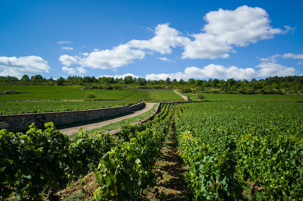 bourgogne vin vigne terroir raisin france monplanvoyage