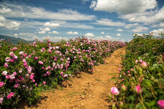rose vallee nature fleur parfum bulgarie balkan monplanvoyage