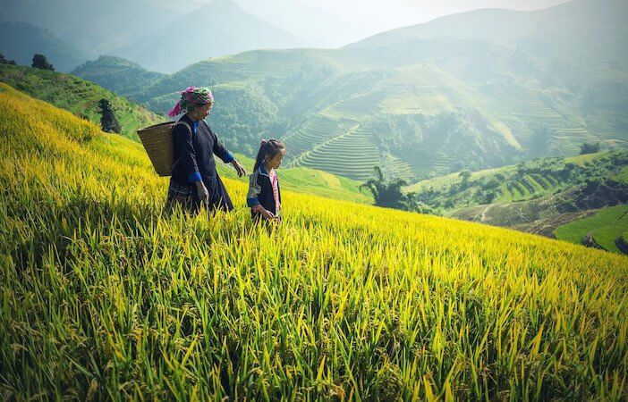 cambodge agriculture riziere habitant monplanvoyage