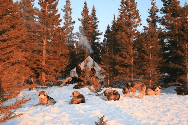 camp chien traineau hiver neige quebec canada monplanvoyage