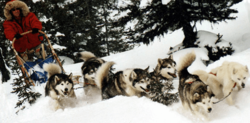 chien traineau neige hiver quebec canada monplanvoyage