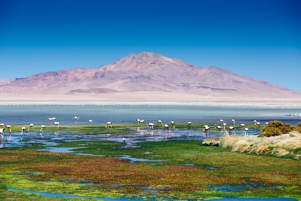 atacama desert lac faune flamand rose nature chili monplanvoyage