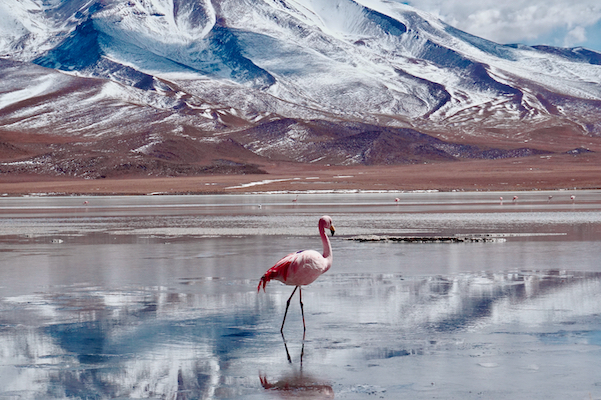 atacama salar saline lac faune flamand rose nature chili monplanvoyage