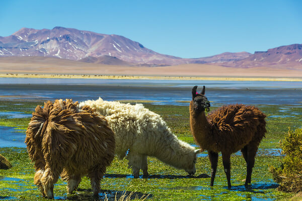 atacama salar tara lac sel nature faune lama chili monplanvoyage