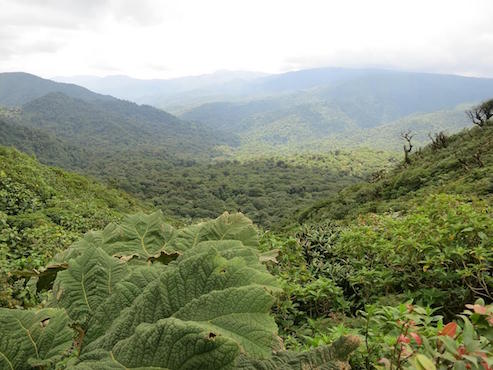 costa rica monteverde foret nature monplanvoyage