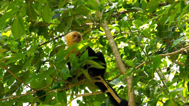 manuel antonio parc singe costa rica monplanvoyage