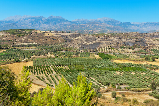 messara plaine culture olive agriculture crete monplanvoyage