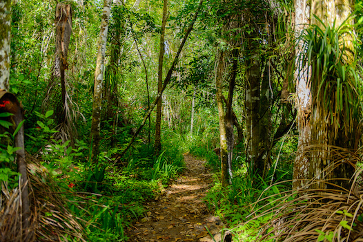 topes collantes promenade nature cuba monplanvoyage