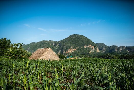 vinales plantation tabac ferme cuba monplanvoyage