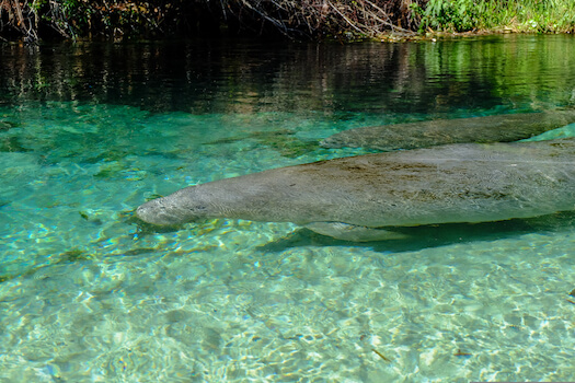 weeki wachee lamentin parc nature floride etats unis monplanvoyage