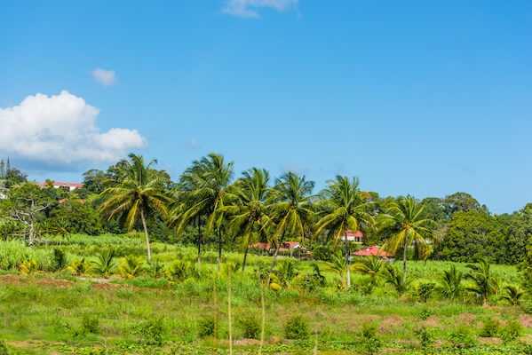 agriculture plantation fruit guadeloupe caraibes monplanvoyage