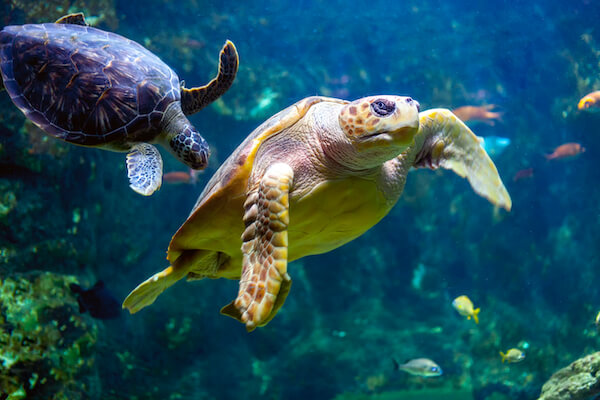 guadeloupe plongee fond marin tortue caraibes monplanvoyage