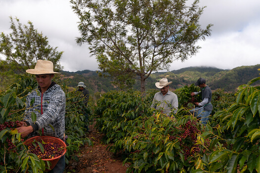coban plantation cafe agriculture guatemala monplanvoyage
