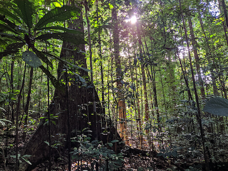 guyane foret arbre nature france monplanvoyage