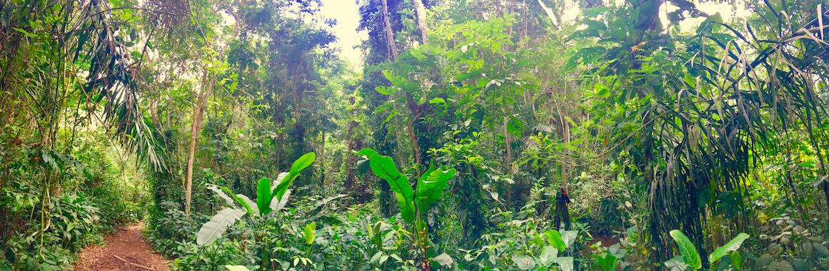 guyane randonnee balade foret nature tropical monplanvoyage